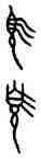 須,師魚父簋,書法字典
