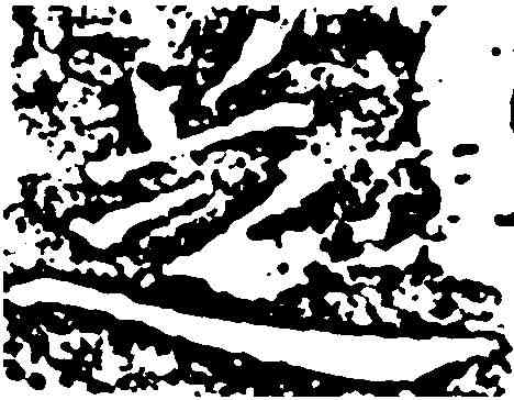 芝,王獻之 ,書法字典